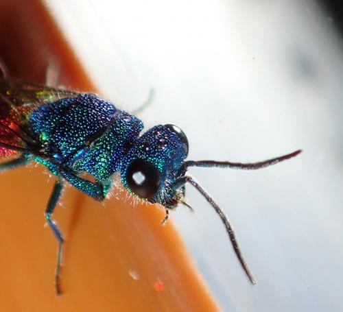 Réf. 253 475 : Chrysis terminata